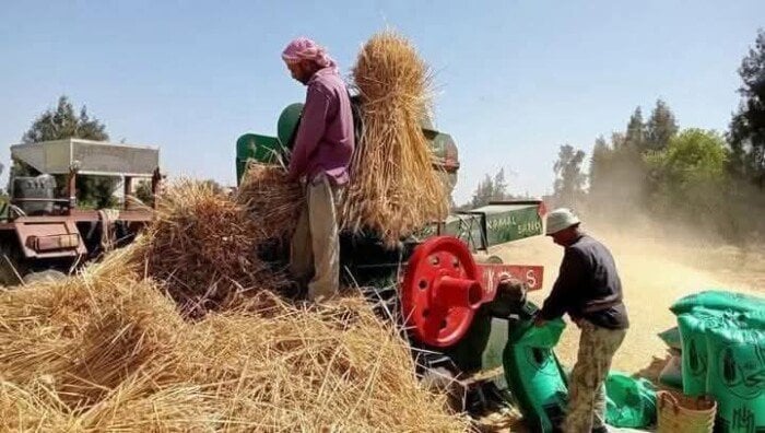 توريد 435 ألف و850 طن قمح في أسوان