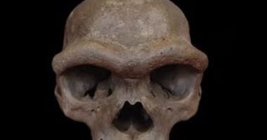 جمجمة "رجل التنين" في الصين تكشف عن أقدم وجه معروف لسلالة الدينيسوفان الغامضة