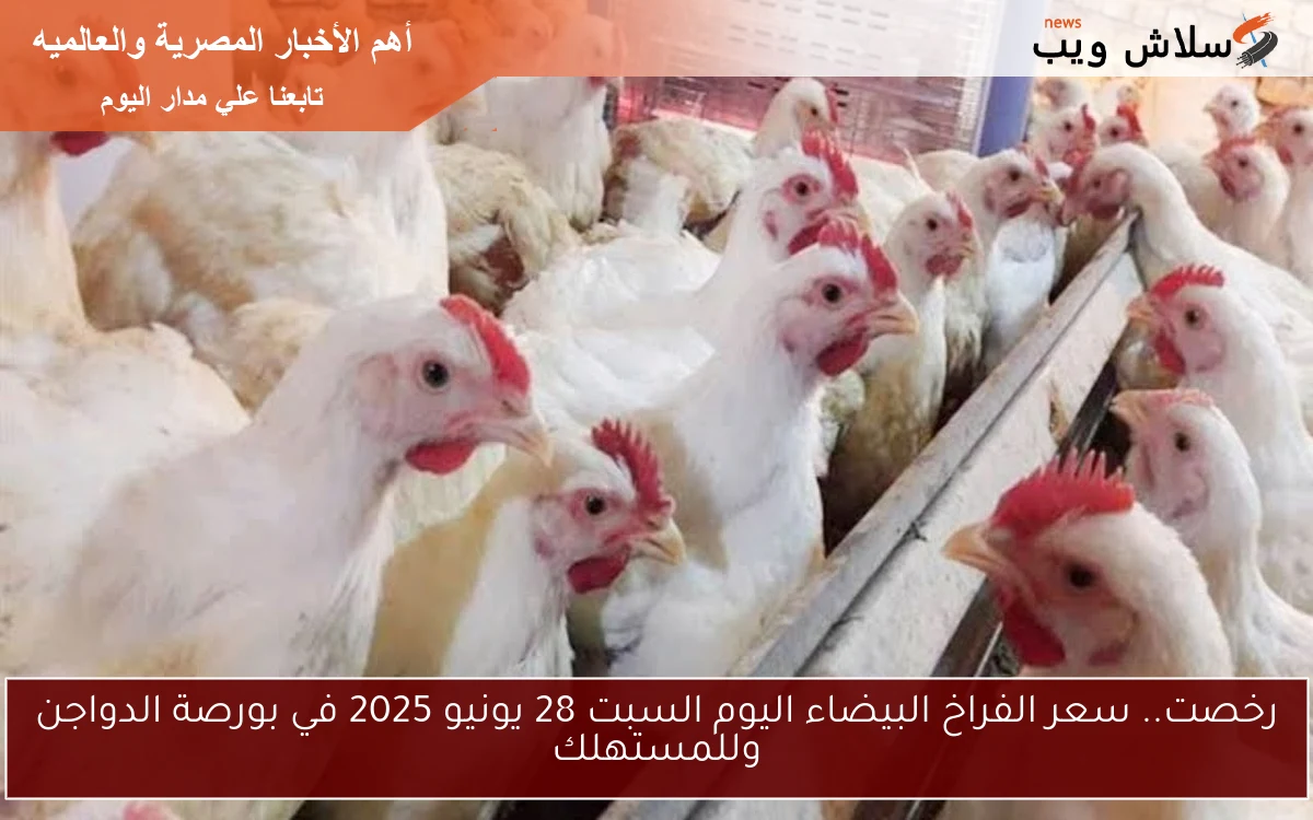 رخصت.. سعر الفراخ البيضاء اليوم السبت 28 يونيو 2025 في بورصة الدواجن وللمستهلك