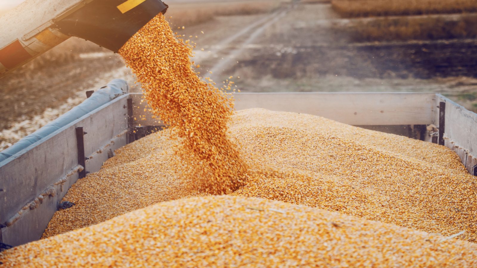 1683136030 352 249021 1645710526 485 249021 grains1