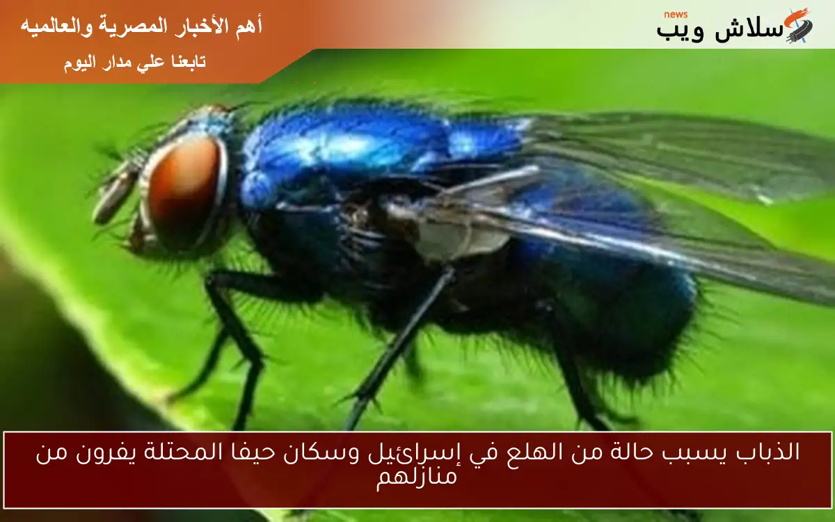 الذباب يسبب حالة من الهلع في إسرائيل وسكان حيفا المحتلة يفرون من منازلهم
