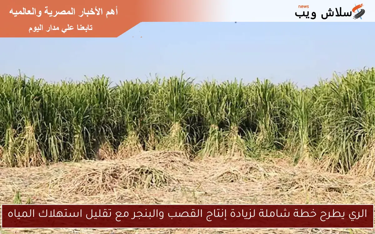 الري يطرح خطة شاملة لزيادة إنتاج القصب والبنجر مع تقليل استهلاك المياه