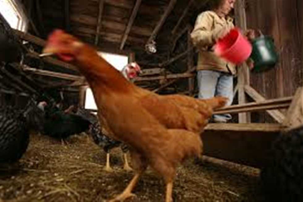 سعر الفراخ البيضاء والبلدي وطبق البيض بالأسواق اليوم الجمعة 19 سبتمبر 2025