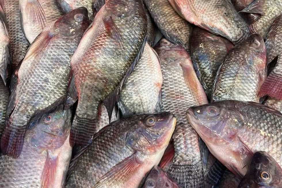 أسعار الأسماك في شمال سيناء اليوم الاثنين الموافق 15 سبتمبر 2025