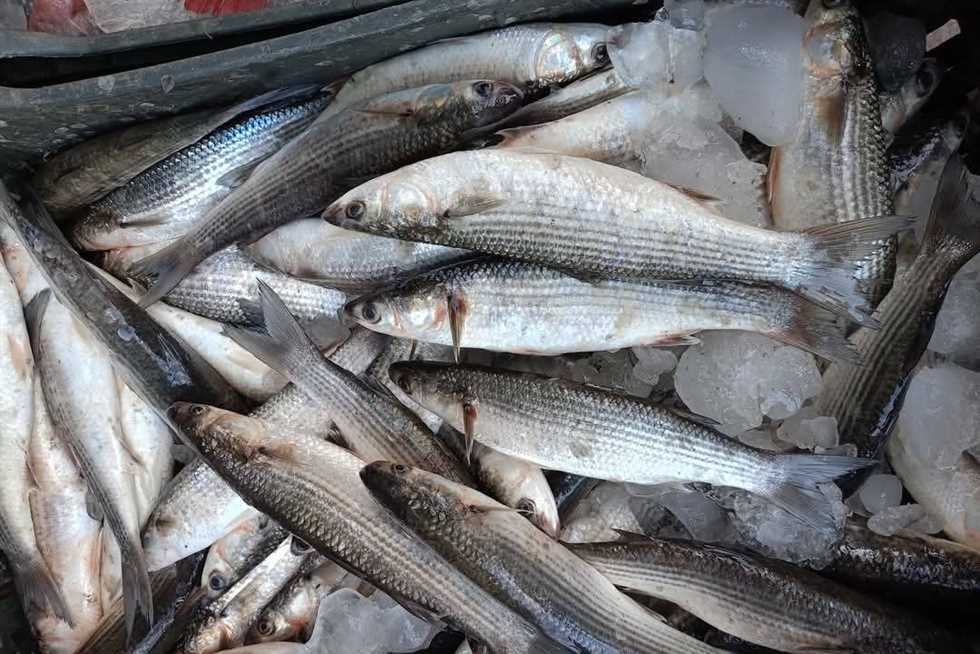 أسعار الأسماك  في شمال سيناء  اليوم الجمعة الموافق 19 سبتمبر 2025