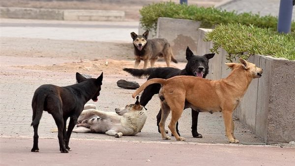 قانون حيازة الحيوانات بين الحماية والصعوبات.. جدل حول الكلاب الضالة في مصر
