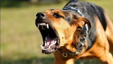 الكلب هجم عليهم.. إصابة 4 أشخاص بعقر جماعي في المراغة بسوهاج