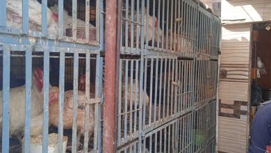 بكام الفراخ النهارده؟.. أسعار الدواجن والبيض في أسواق الشرقية السبت 18-10-2025