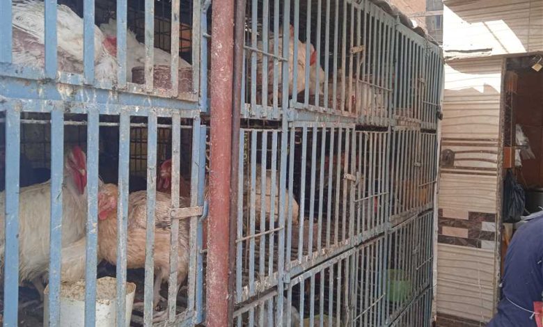 بكام الفراخ النهارده؟.. أسعار الدواجن والبيض في أسواق الشرقية السبت 18-10-2025