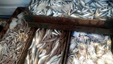 أسعار الأسماك في شمال سيناء اليوم الخميس 2 أكتوبر 2025