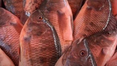أسعار الأسماك اليوم السبت 4 أكتوبر 2025 بمحافظة بورسعيد