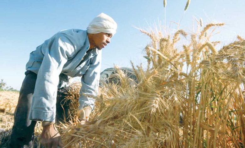 تدشين مبادرة تستهدف زراعة ٢٥٠ ألف فدان قمح بـ١٦ محافظة