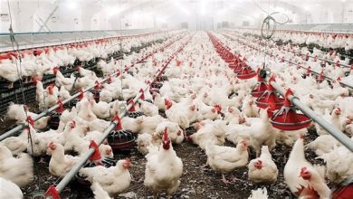 رئيس شعبة الدواجن: أسعار الدواجن والبيض تتراجع.. لكنها لا تغطي تكلفة الإنتاج