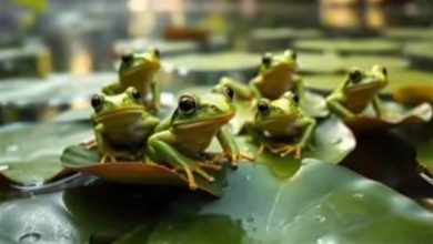 طريقة شفاء غريبة.. عجوز تأكل 8 ضفادع حية لتشفى من ألم ظهرها