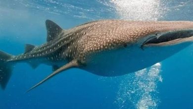 7663982982202505110637573757