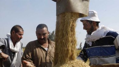 سعر طن الأرز