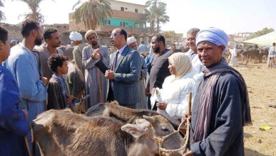 تحصين 12 ألف رأس ماشية ضد الأمراض الوبائية في أسوان خلال أكتوبر 2025