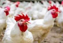 أسعار الدواجن اليوم 1731509088 0