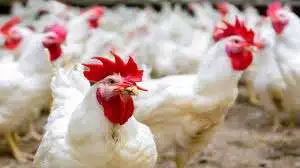 أسعار الدواجن اليوم 1731509088 0
