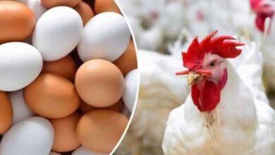 أسعار الدواجن والبيض 1697619673 0