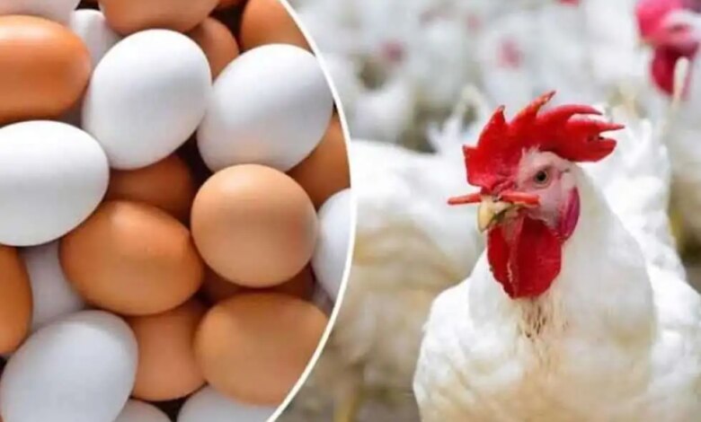 أسعار الدواجن والبيض 1697619673 0