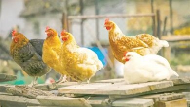 سعر الفراخ البيضاء في بورصة الدواجن اليوم السبت 22 11 2025 يتغير