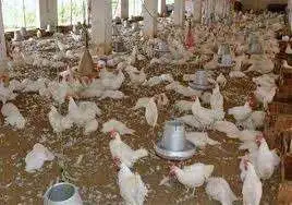 1764970202 الفراخ السردة 1764764768 0