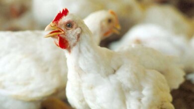 1765132022 أسعار الدواجن 1737270826 0