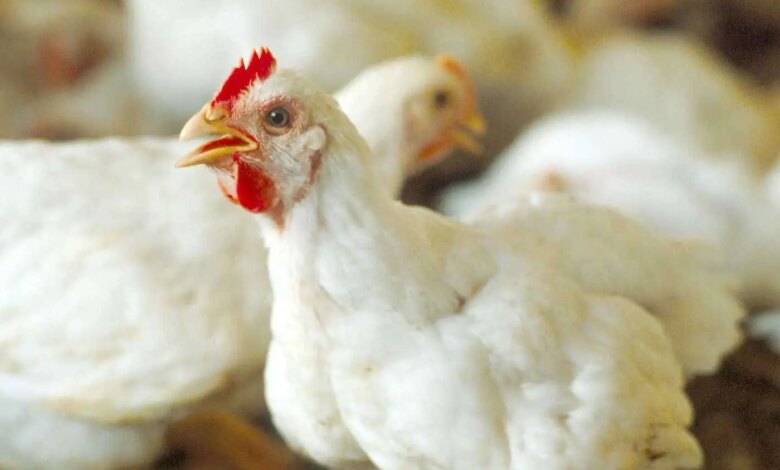 1765132022 أسعار الدواجن 1737270826 0
