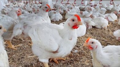 اتحاد منتجي الدواجن: زيادة الإنتاج 25% تسببت في تراجع الأسعار بأكثر من 35%