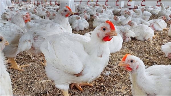 اتحاد منتجي الدواجن: زيادة الإنتاج 25% تسببت في تراجع الأسعار بأكثر من 35%