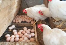 1766110504 أسعار الدواجن والبيض اليوم 1705214228 0