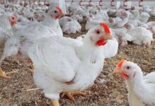 1766127062 سعر الفراخ اليوم 1764076883 0