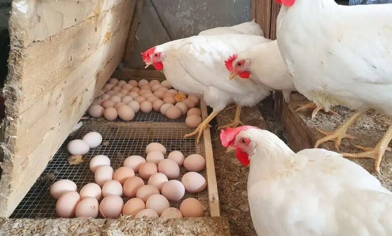 1766196544 أسعار الدواجن والبيض اليوم 1705214228 0