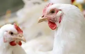 1766832123 أسعار الفراخ اليوم الثلاثاء 9 ديسمبر 2025 1765281170 0