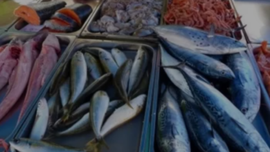 download 2025 12 24T180441.448