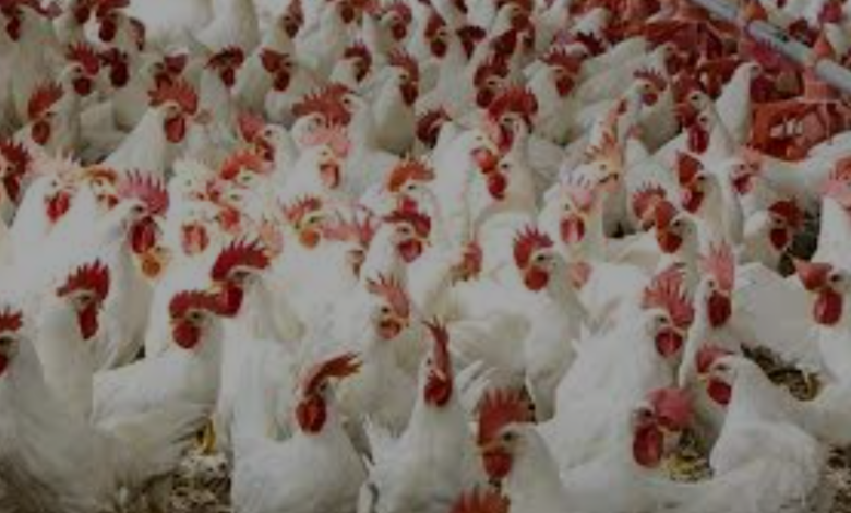 download 2025 12 24T183202.430