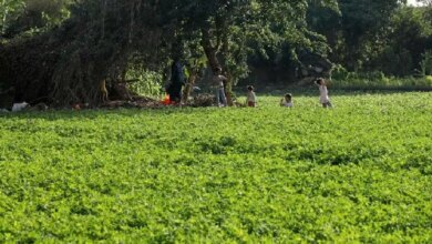 أراضي زراعية 1765826811 0