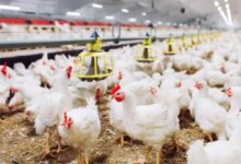 أسعار الفراخ 1720250920 0