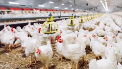 أسعار الفراخ 1720250920 0