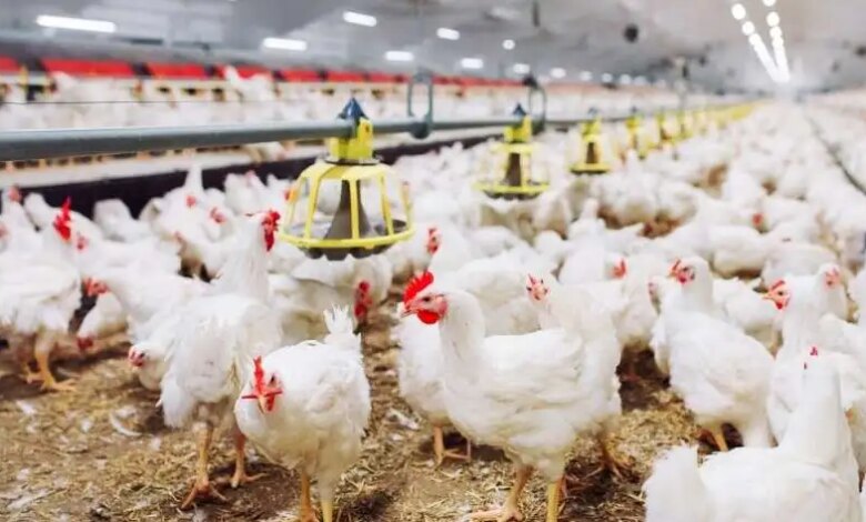 أسعار الفراخ 1720250920 0