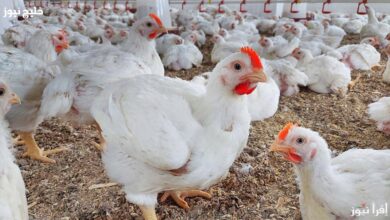 أسعار الفراخ 2