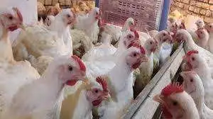 أسعار الفراخ اليوم الأحد 7 ديسمبر 2025 1765113591 0