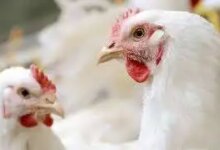 أسعار الفراخ اليوم الثلاثاء 9 ديسمبر 2025 1765281170 0