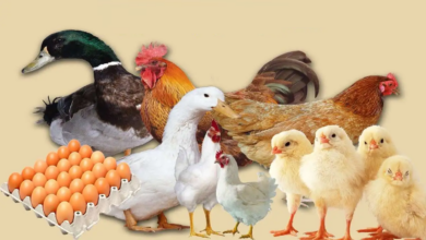 أسعار الفراخ والبيض والكتاكيت اليوم الجمعة 18 يوليو 2025 في الأسواق وبورصة الدواجن 1752818788 0