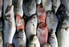 الأسماك في مصر 1710673993 0
