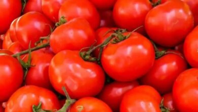 الطماطم 1729102995 0