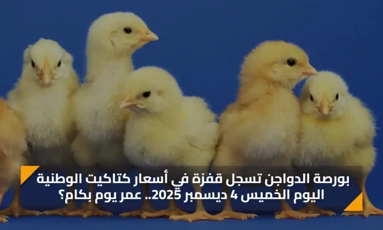 بورصة الدواجن تكشف قفزة بأسعار كتاكيت الوطنية الخم.webp