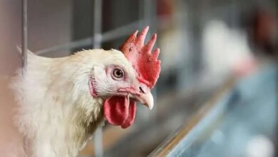 بيع الدواجن 1759091578 0