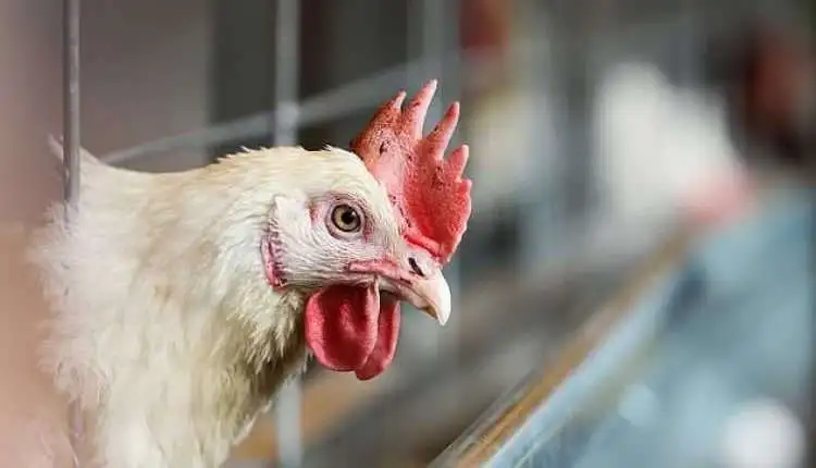 بيع الدواجن 1759091578 0